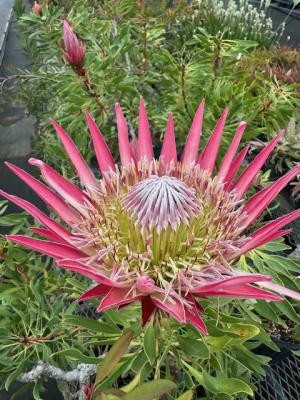 キングプロテアの画像