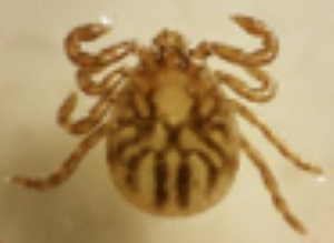 吸血前のマダニ