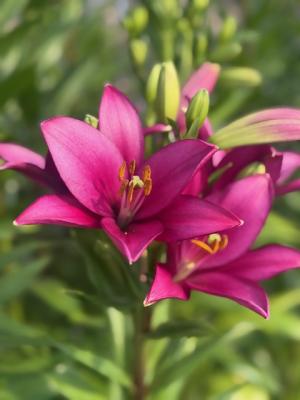 スカシユリ「レッドキャンドル」の画像