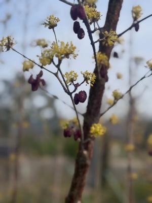 サンシュユの画像