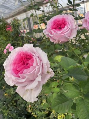 バラ（温室）の画像