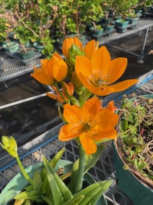 オーニソガラムの画像