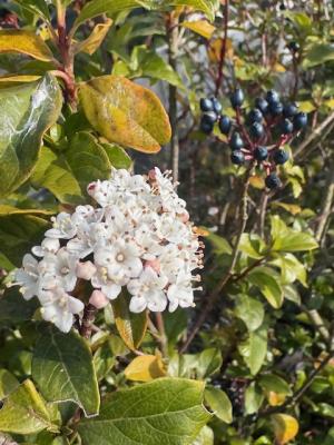 ビブルナム・ティナスの画像