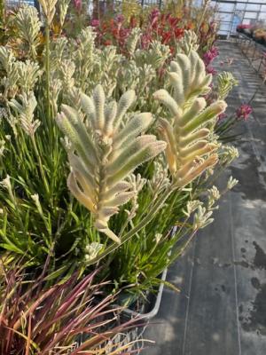 カンガルーポーの画像