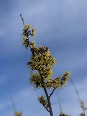 マンサクの画像