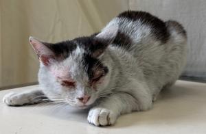 迷い猫　4月13日　今治阿方　おす　黒白