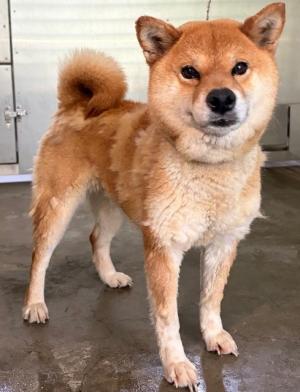 迷い犬2026年5月26日　四国中央市土居町　芝風　メス　