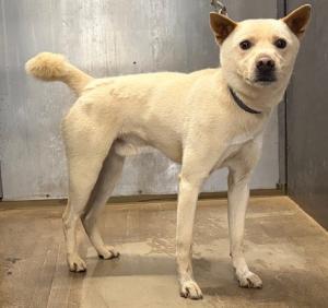 迷い犬6月5日四国中央市 雑種 白 首輪あり