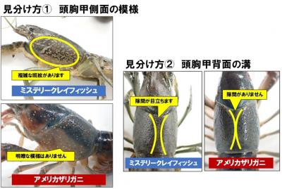 見分け方1:頭胸甲側面の模様 見分け方2:頭胸甲背面の溝