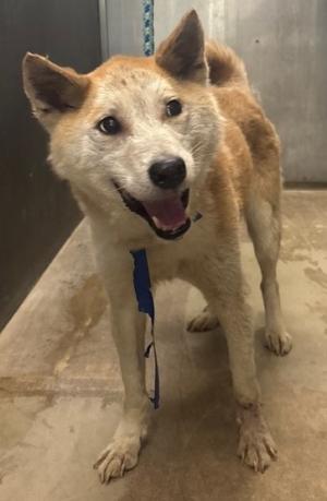 ４月１４日　犬　オス、伊予市双海町周辺　首輪、リードはありません。