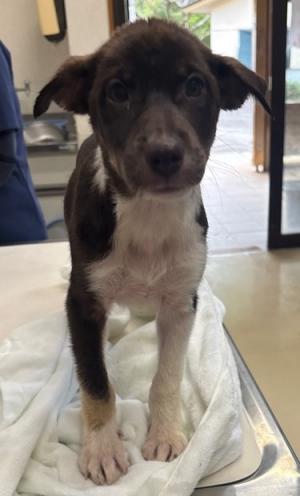迷い犬2026年9月2日　今治市大三島町付近　雑種　オス　