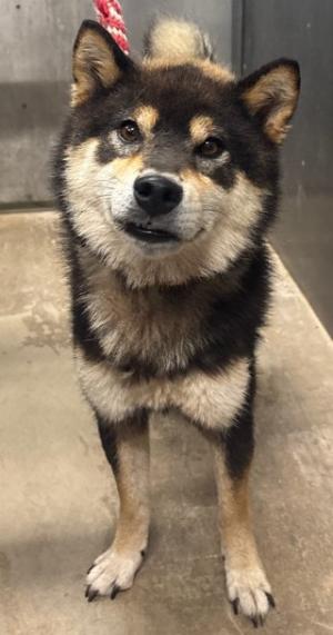 迷い犬2026年9月4日　西条市大町付近　柴犬風　オス　