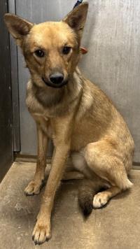 迷い犬　愛南町　オス　茶色　中型　首輪なし