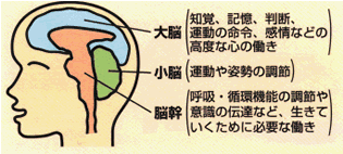 脳、小脳、脳幹の各機能図