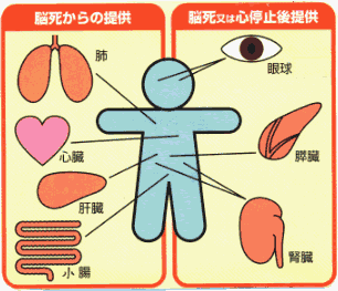 脳死からの提供は肺、心臓、肝臓、小腸。脳死又は心停止五の提供は、眼球、脾臓、腎臓の図