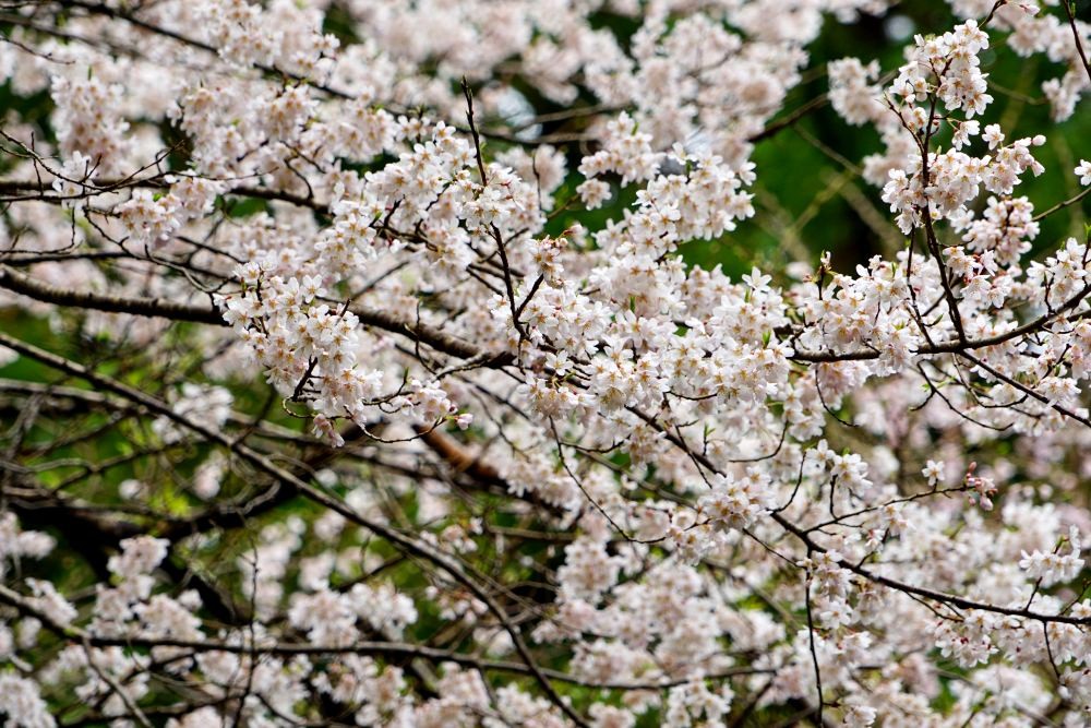 世善桜の花弁