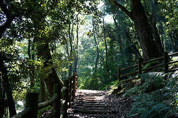 鹿島の森（鹿島登山道）の画像