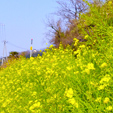 伊予路の春を訪れる・花街道を巡るの画像2