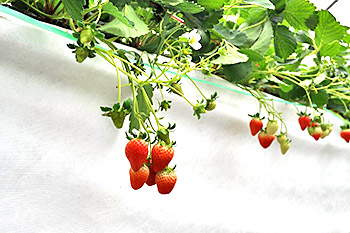 image:Strawberry Picking