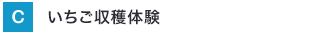 いちご収穫体験