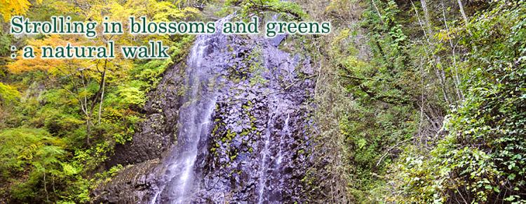 image1:Strolling in blossoms and greens: a natural walk