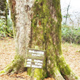 image3:Paying a visit to Shikoku Karst: therapeutic panoramic views