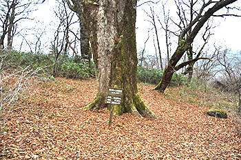 image:Shikoku Karst (Keyakidaira)