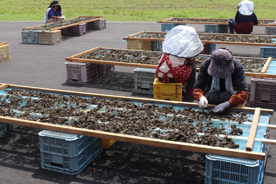 石鎚黒茶の製造技術の画像2