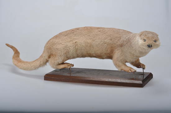 カワウソの画像