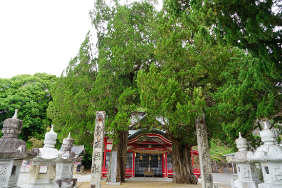 八幡神社のイブキの画像1
