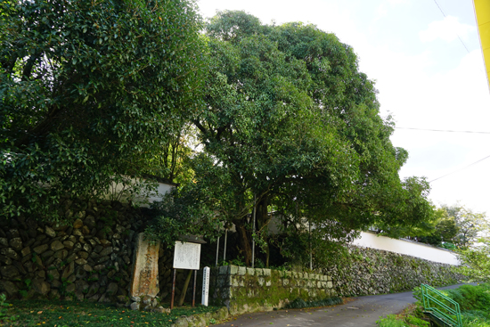 王至森寺のキンモクセイの画像1