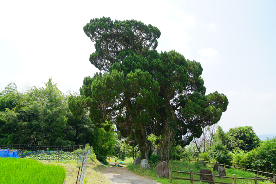 北吉井のビャクシンの画像1