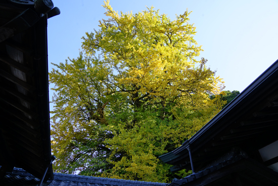 瑞応寺のイチョウの画像1