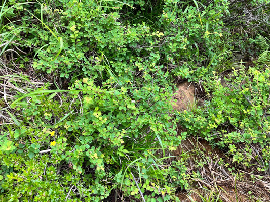 赤石山の高山植物の画像3