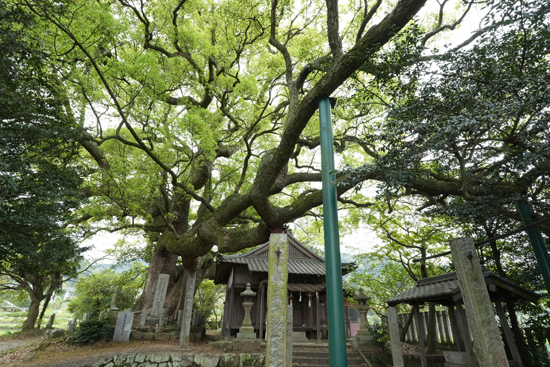 天満神社のクスノキの画像2