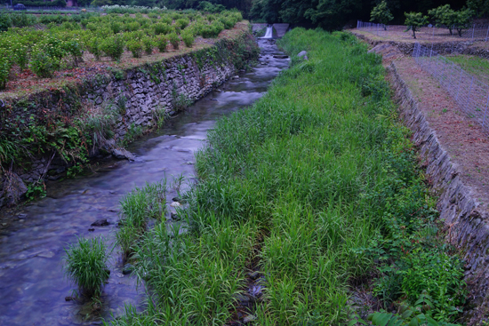 矢落川のゲンジボタル発生地の画像2