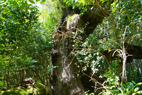 ハルニレの画像1