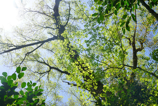 ハルニレの画像2