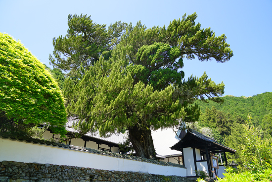 西禅寺のビャクシンの画像2