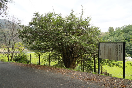 森山のサザンカの画像1