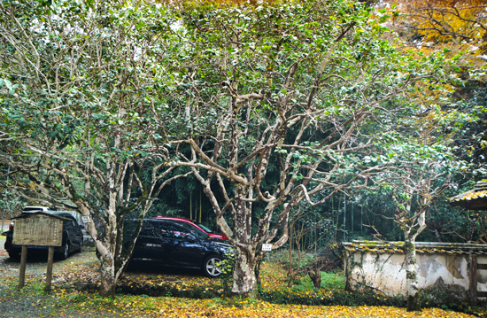 如法寺のツバキの画像2