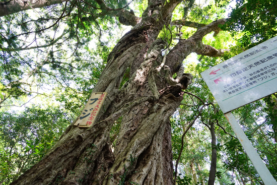 フジ（四国中央市富郷町）の画像1