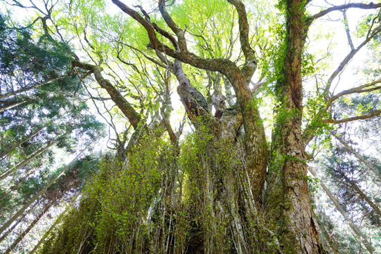カツラ（四国中央市富郷町）の画像2