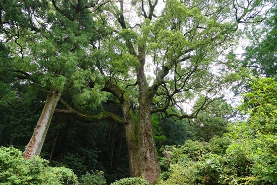 大川のクスノキの画像2