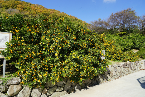 盛口のコミカンの画像1