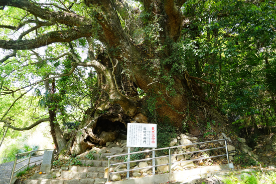 生樹の門(クスノキ)の画像2