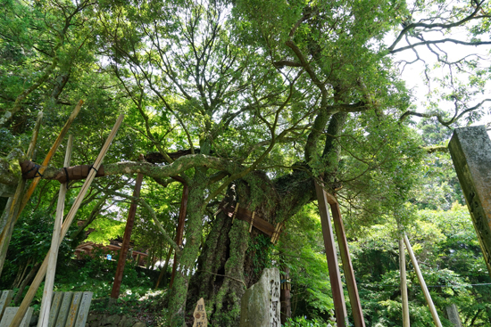 ウラジロガシの画像1