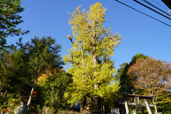 乳出の大イチョウの画像1