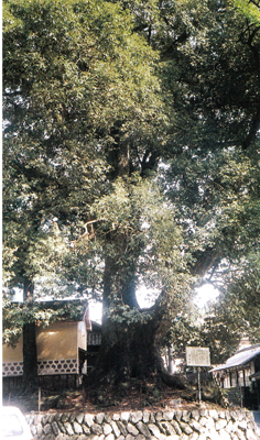 イチイガシ（内子町本川）の画像