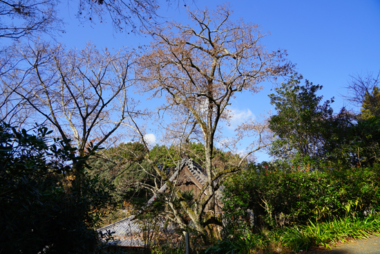 ボダイジュの画像1